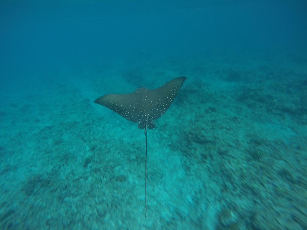 Maldives Seashine Hotell Huraa Eksteriør bilde
